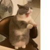 Cat 19