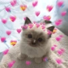 Gatito bajo lluvia de corazones