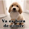 INSTA DOGS Ya es hora de comer
