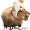 Capibara 20