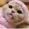 Cat 20
