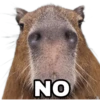 Capibara 21