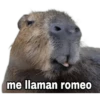 Capibara 22