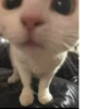Cat 21