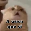 A wevo que si