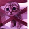 Cat 22