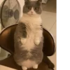 Cat 23