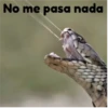 More Animals 17