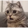 Random Cat Meme V1 24