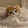Cat 24