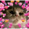 Gato explosión de corazones