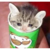 Random Cat Meme V1 25