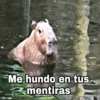 Capibara 23
