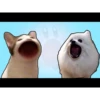 pop cat and doge 5