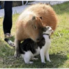 memes de carpinchos capibaras 16
