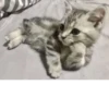 Cat 25
