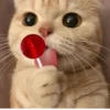 Cat 26