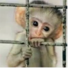 More Animals 19