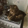 Cat 27