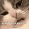 Gatos con frasecitas💬🩷 14