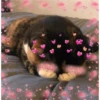 Gato tímido escondiéndose