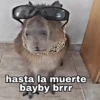 Capibara 25