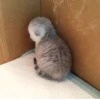 Cat 29