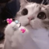 Gato de propuesta