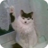 Bad Cats 5