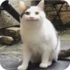 Bad Cats 6