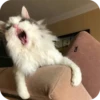 Bad Cats 7