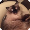 Bad Cats 8
