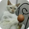 Bad Cats 10
