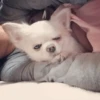 Dog 2