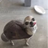 Dog 3
