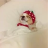 Dog 4