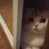 kucing by yana 5