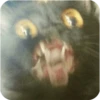 Bad Cats 12