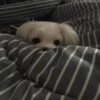 Dog 5