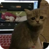 Bad Cats 13