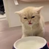 kucing by yana 8