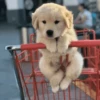 Dog 6