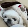 Dog 7