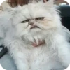 Bad Cats 14
