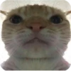 Bad Cats 15