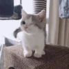 kucing by yana 9