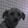 Dog 9