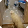 Bad Cats 16