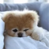 Dog 10