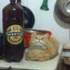 Broken Cats 3 9